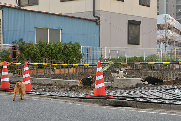 街のねこたち