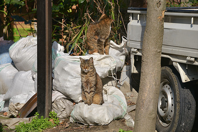 街のねこたち