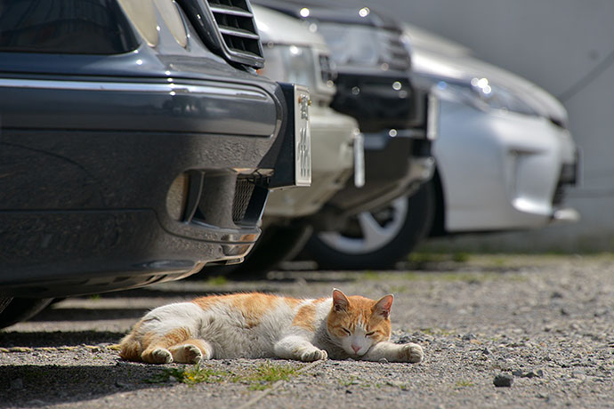 街のねこたち