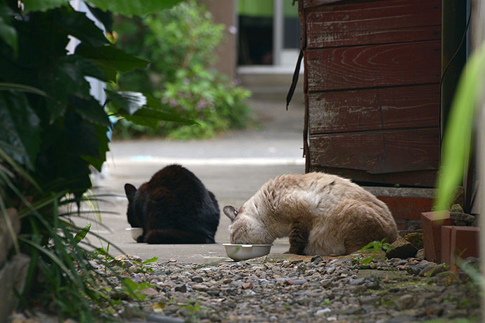 街のねこたち