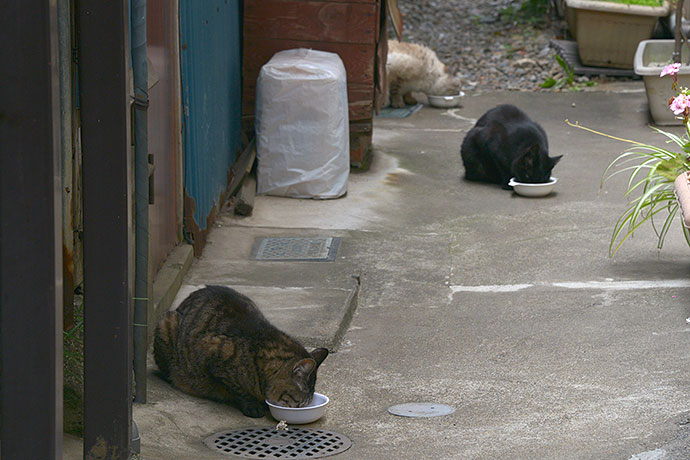 街のねこたち