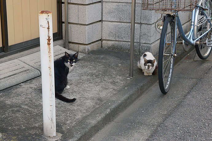 街のねこたち
