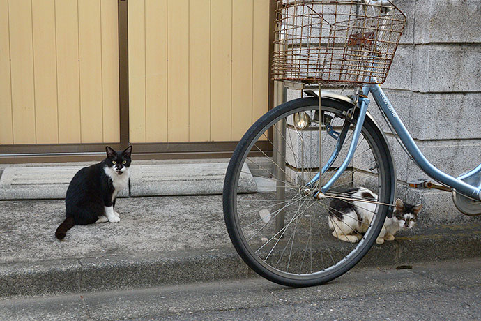 街のねこたち