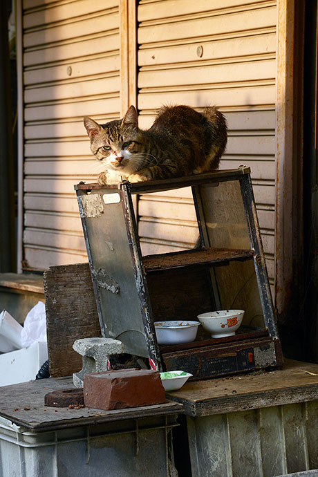 街のねこたち