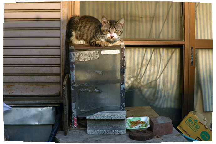 街のねこたち