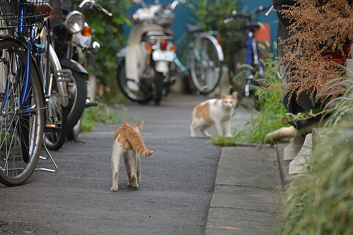 街のねこたち