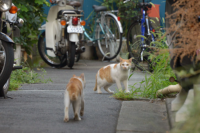街のねこたち