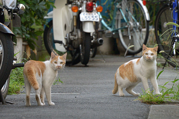 街のねこたち