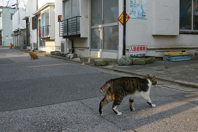 街のねこたち
