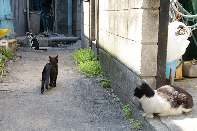 街のねこたち