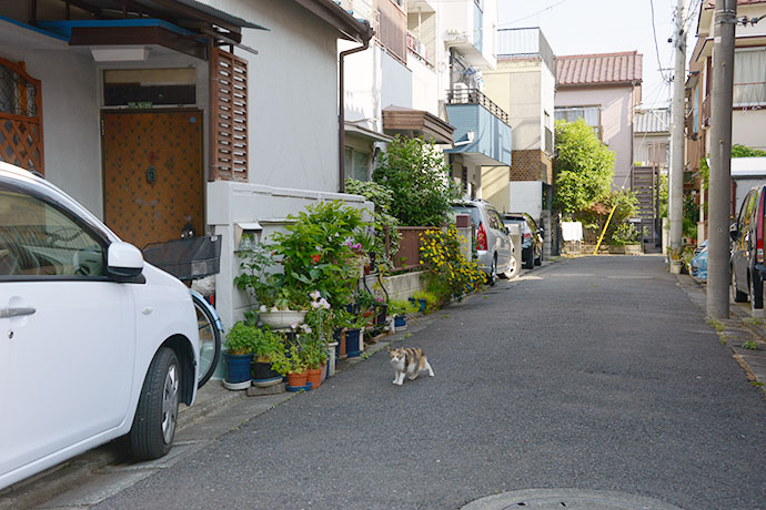 街のねこたち