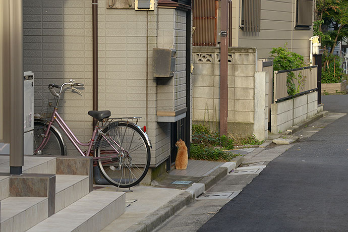 街のねこたち
