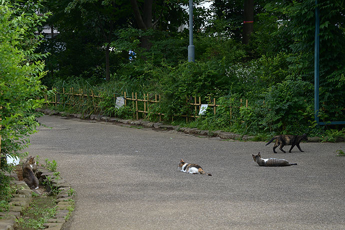 街のねこたち