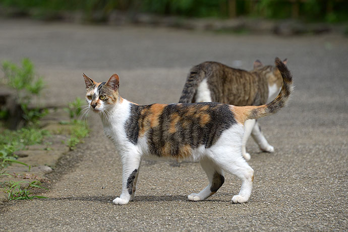 街のねこたち