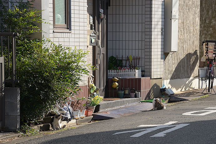 街のねこたち