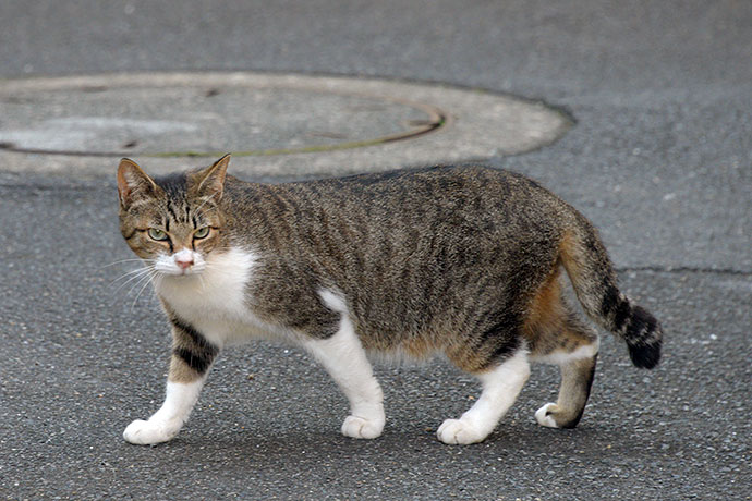 街のねこたち
