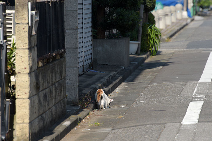 街のねこたち