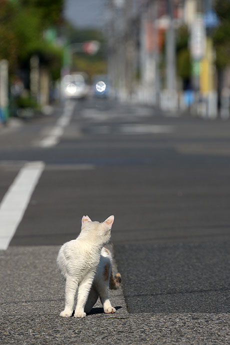 街のねこたち
