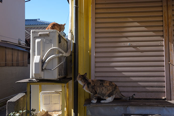 街のねこたち