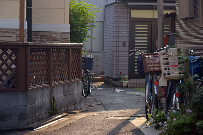 街のねこたち