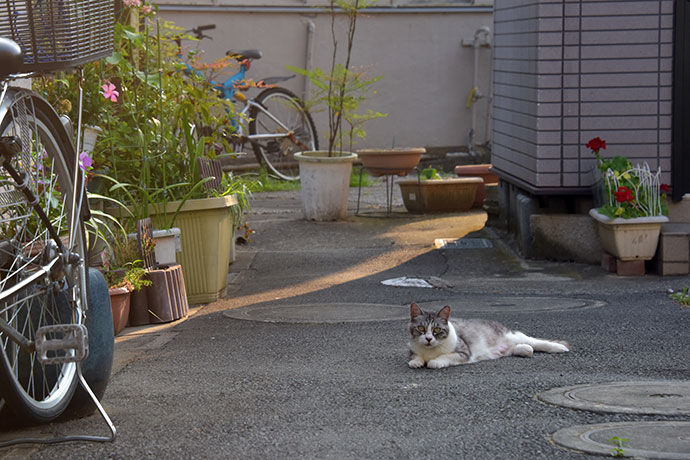 街のねこたち