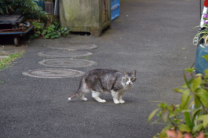 街のねこたち