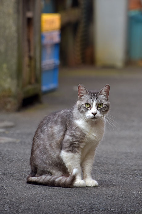 街のねこたち