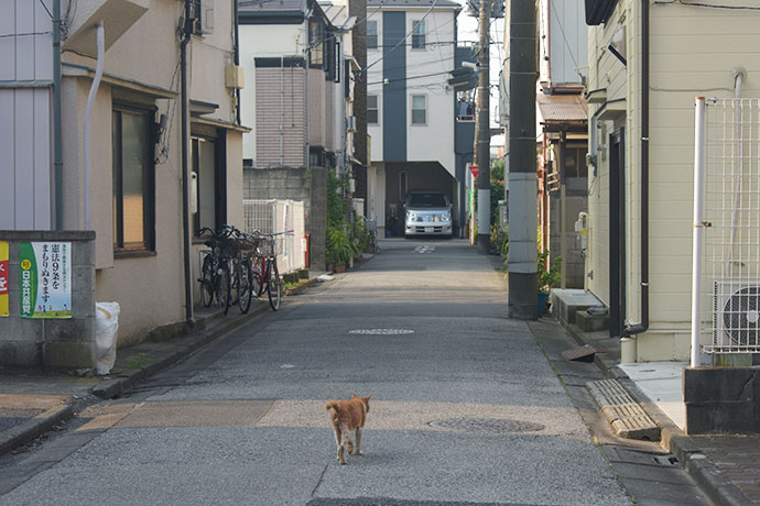 街のねこたち