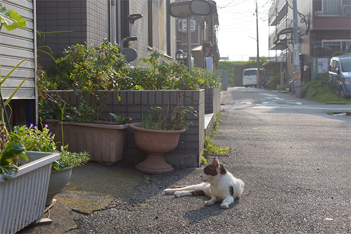 街のねこたち