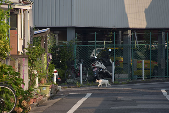街のねこたち