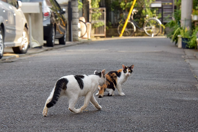 街のねこたち