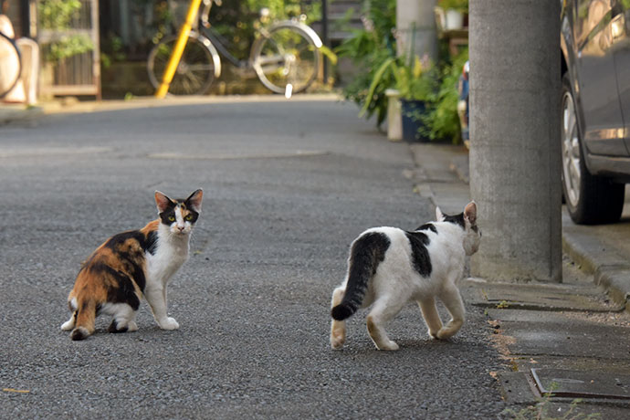 街のねこたち