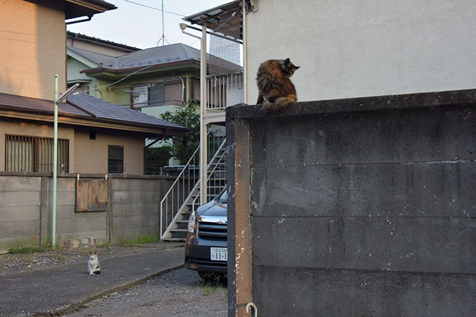 街のねこたち
