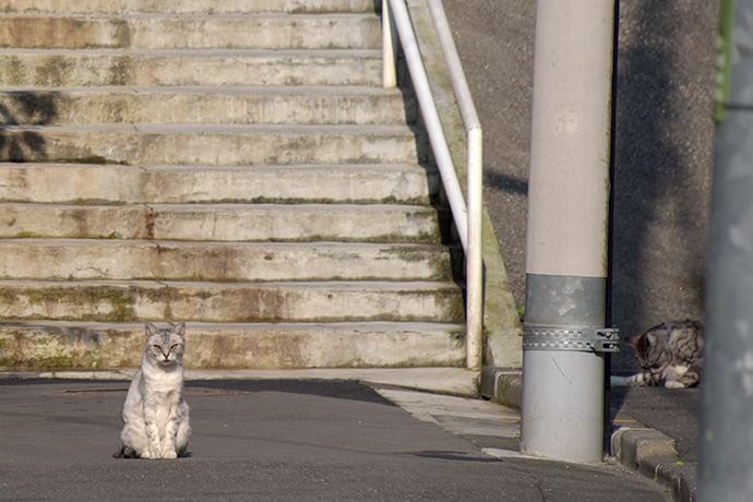 街のねこたち