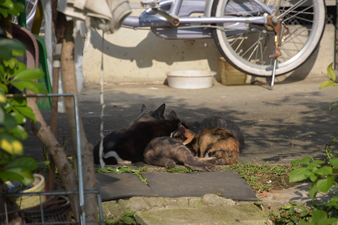 街のねこたち