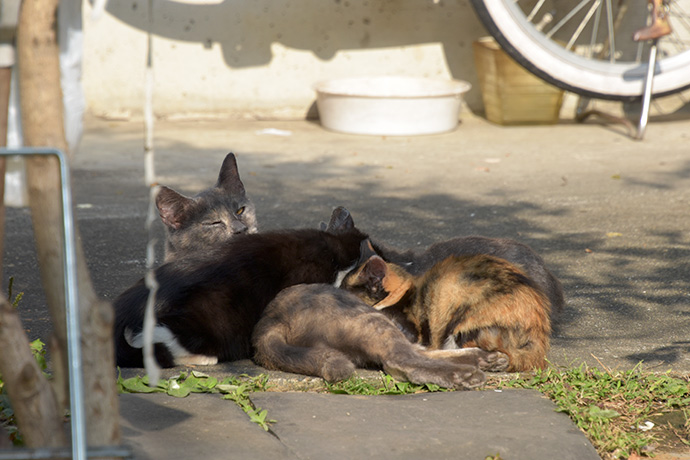 街のねこたち