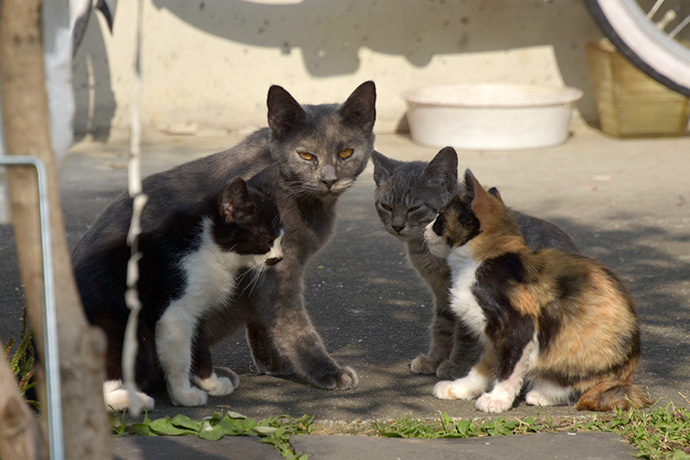 街のねこたち