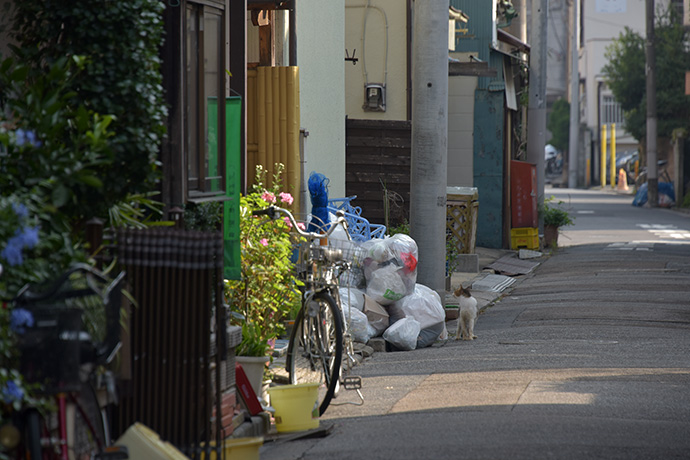 街のねこたち