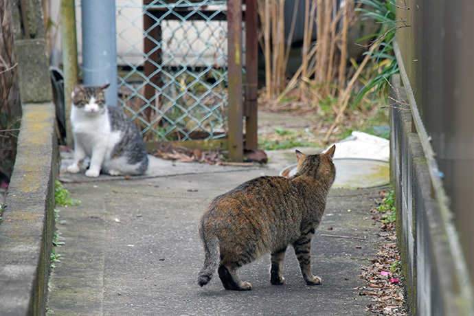 街のねこたち