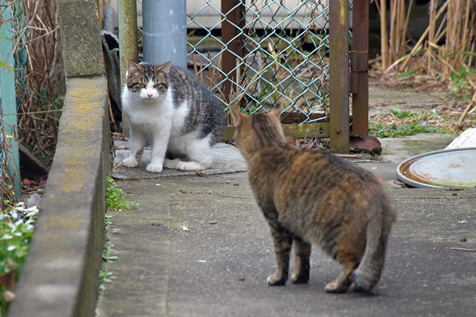 街のねこたち