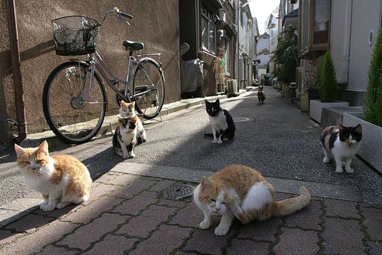 ねこ