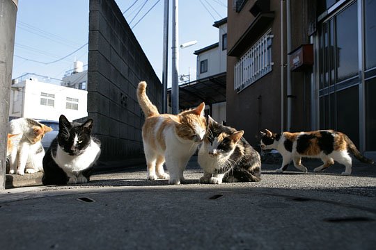 ねこ