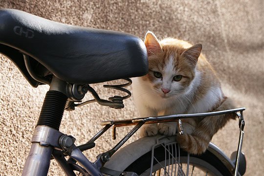 ねこ