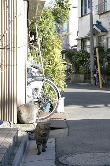 ねこ