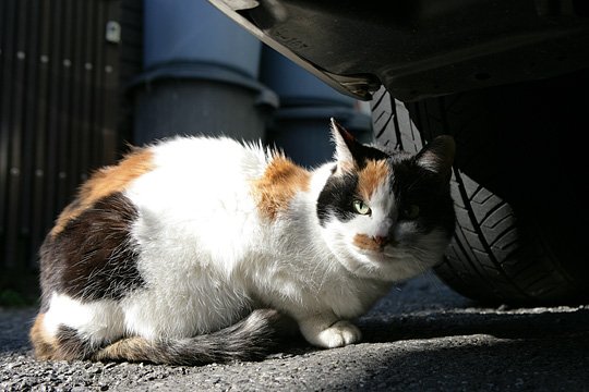 ねこ