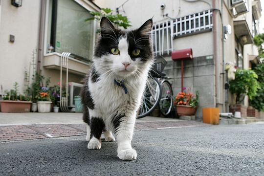 ねこ