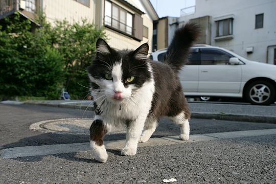 ねこ