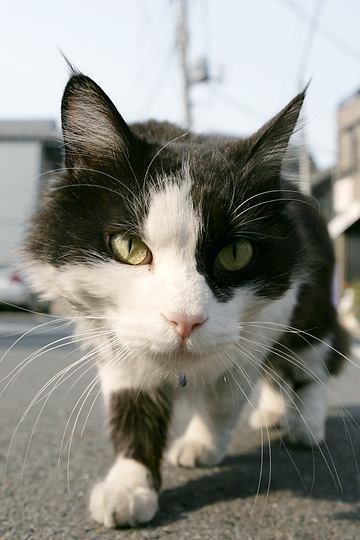 ねこ