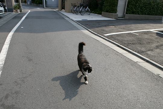 ねこ