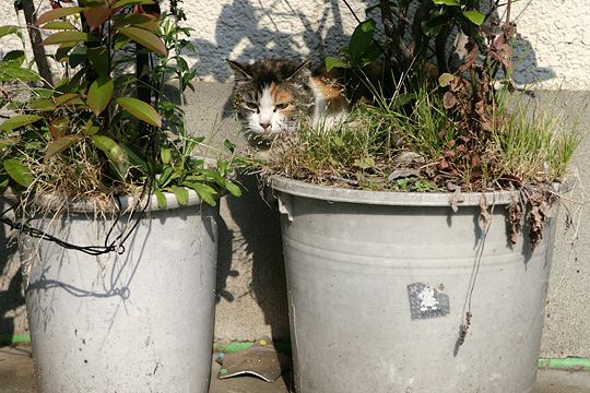 ねこ